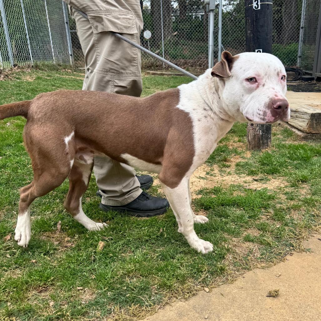 Enlarge Chunk, a Adoptable Pit Bull Terrier in Denison, TX image 5/6