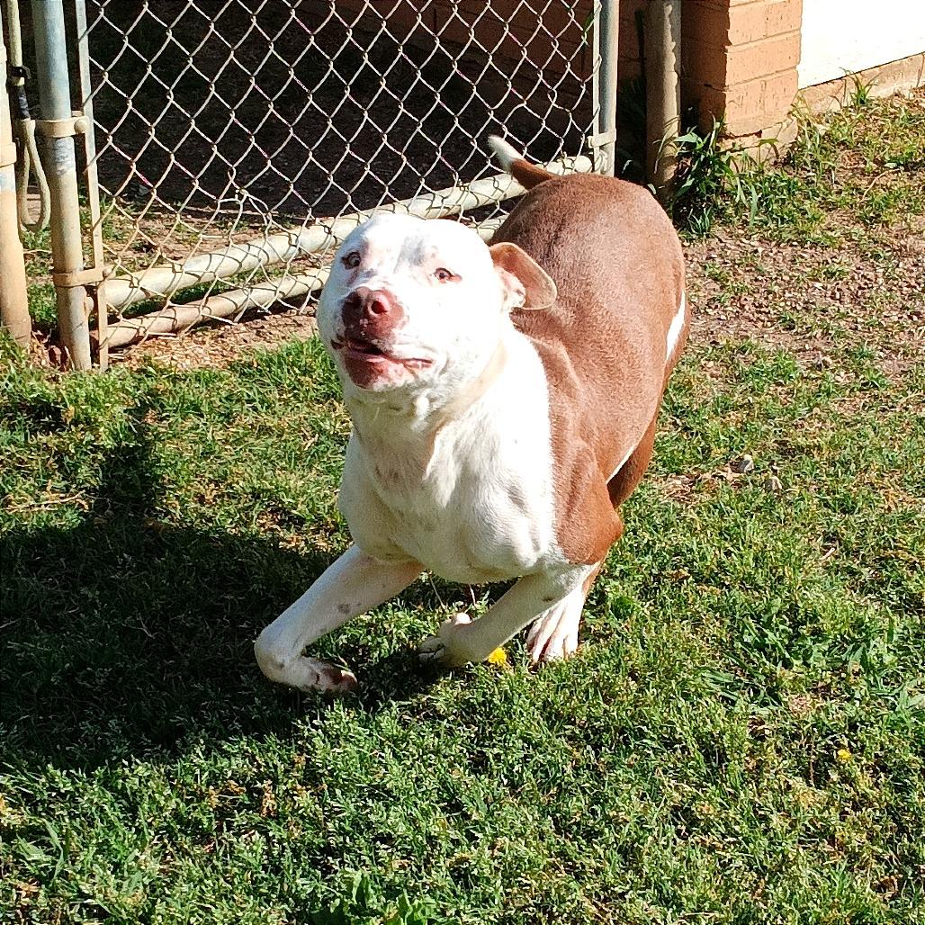 Enlarge Chunk, a Adoptable Pit Bull Terrier in Denison, TX image 6/6