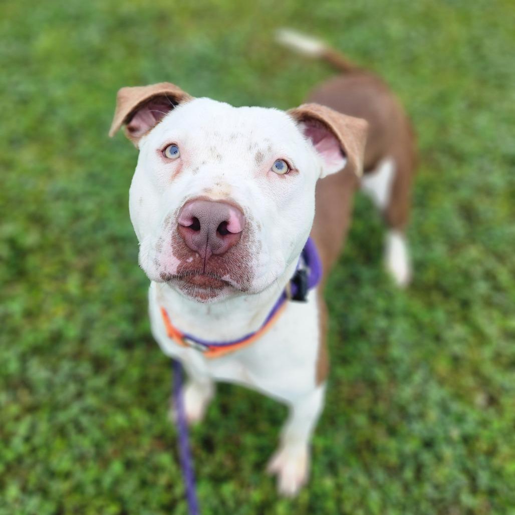 Enlarge Chunk, a Adoptable Pit Bull Terrier in Denison, TX image 6/6