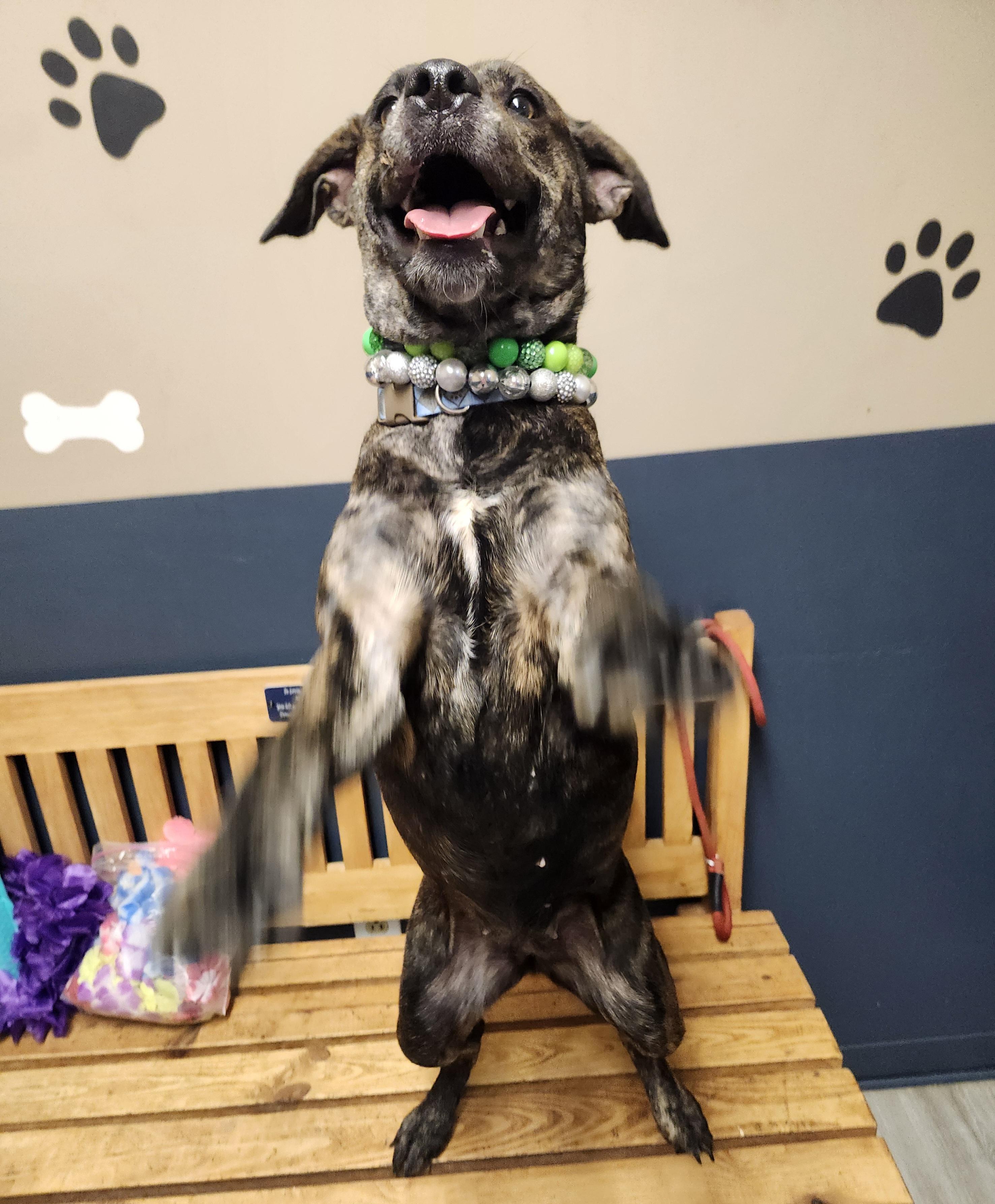 Enlarge Cheez-it, a Adopted mixed breed in Mansfield, OH image 3/4