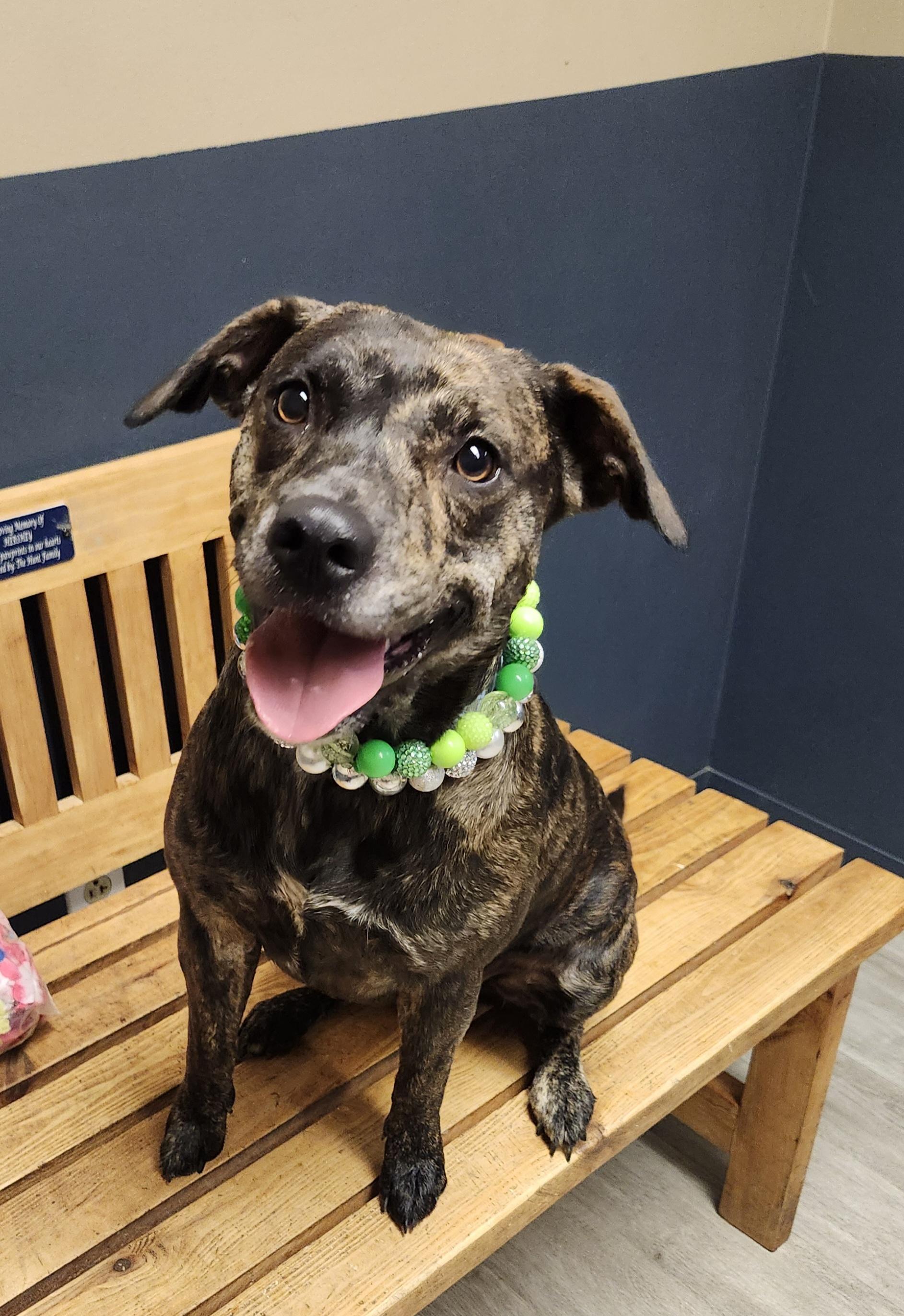 Enlarge Cheez-it, a Adopted mixed breed in Mansfield, OH image 1/4