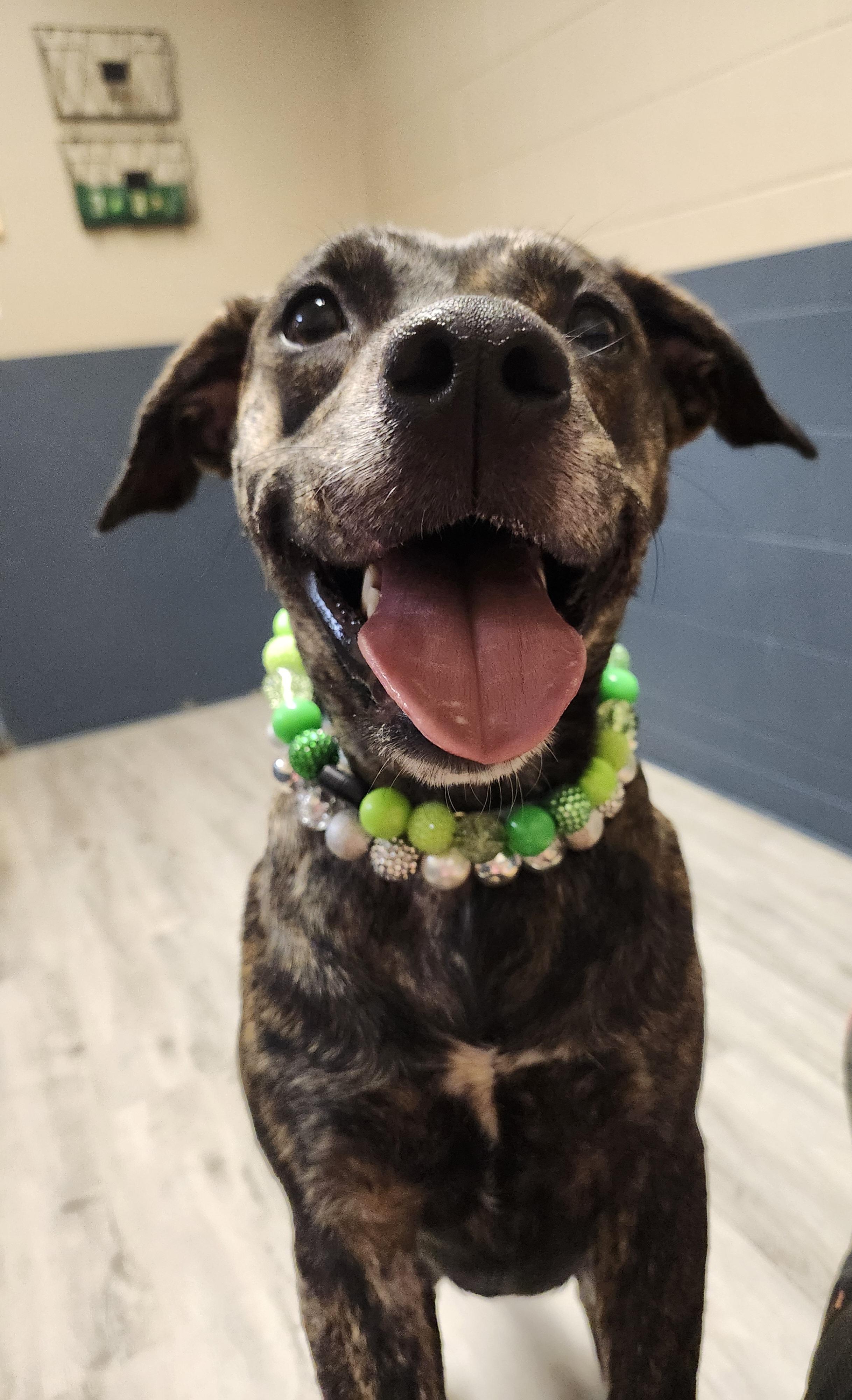 Enlarge Cheez-it, a Adopted mixed breed in Mansfield, OH image 4/4