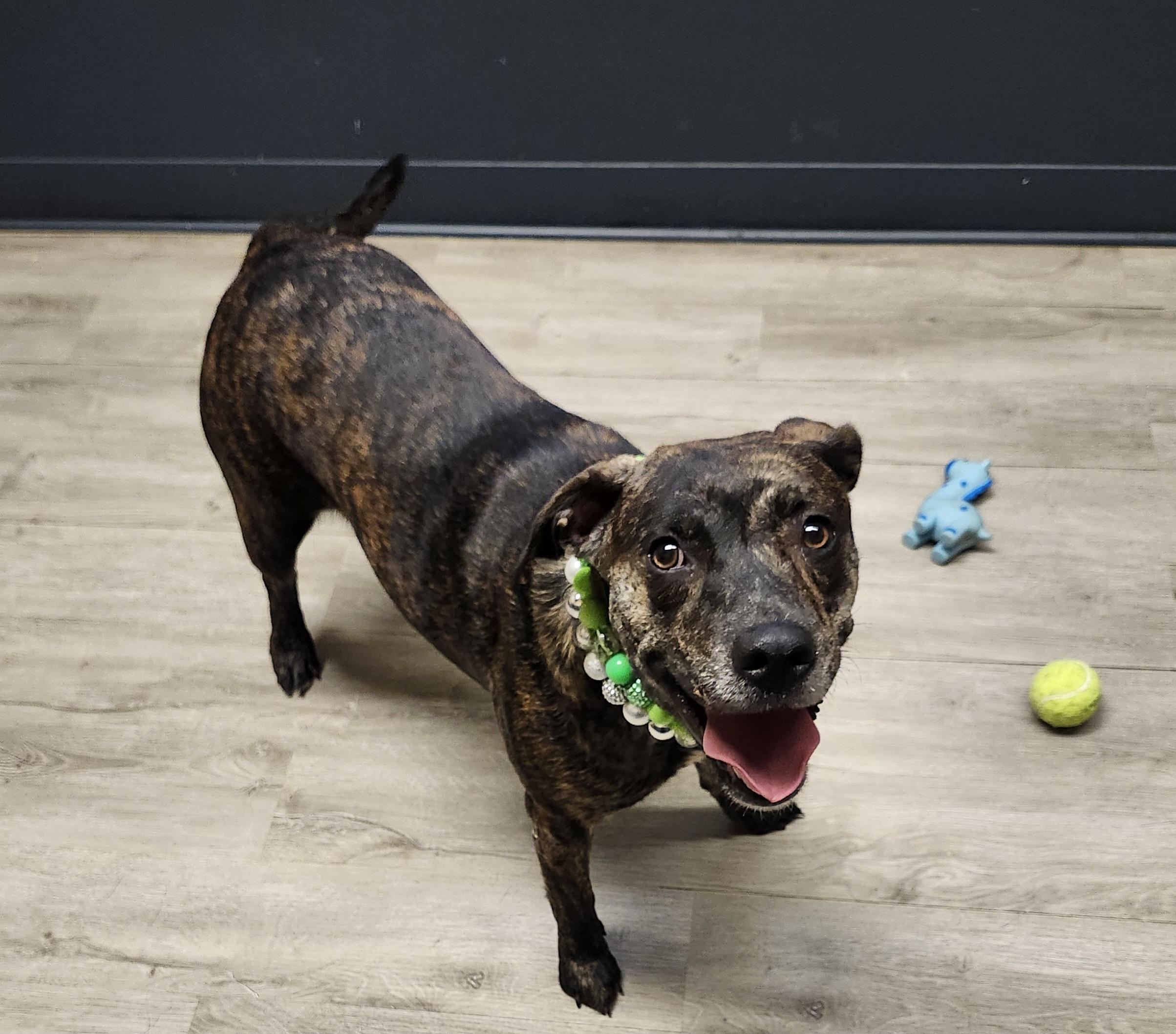 Enlarge Cheez-it, a Adopted mixed breed in Mansfield, OH image 2/4