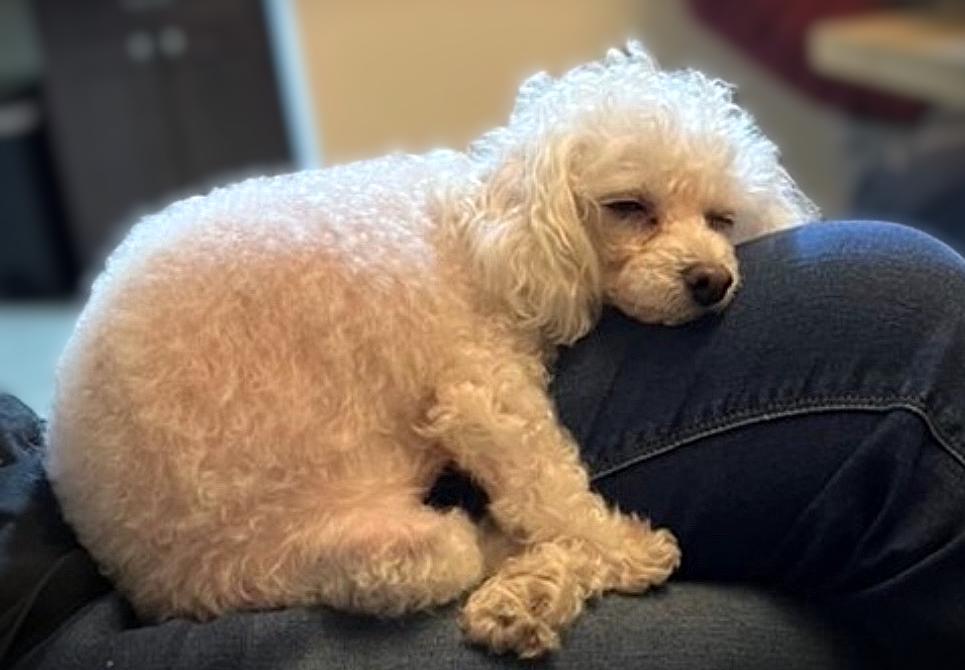 Enlarge Mika, a Adoptable Poodle (Toy) in Austin, TX image 3/4