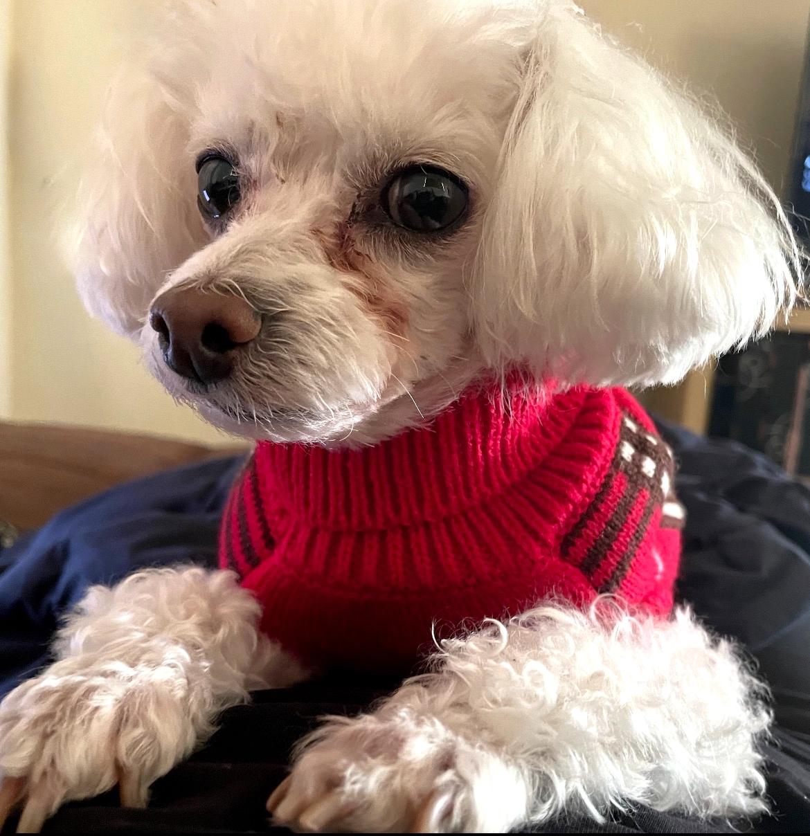 Enlarge Mika, a Adoptable Poodle (Toy) in Austin, TX image 1/4
