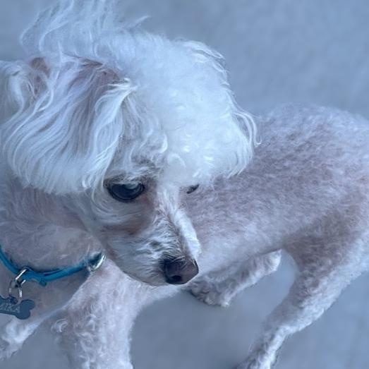 Enlarge Mika, a Adoptable Poodle (Toy) in Austin, TX image 4/4