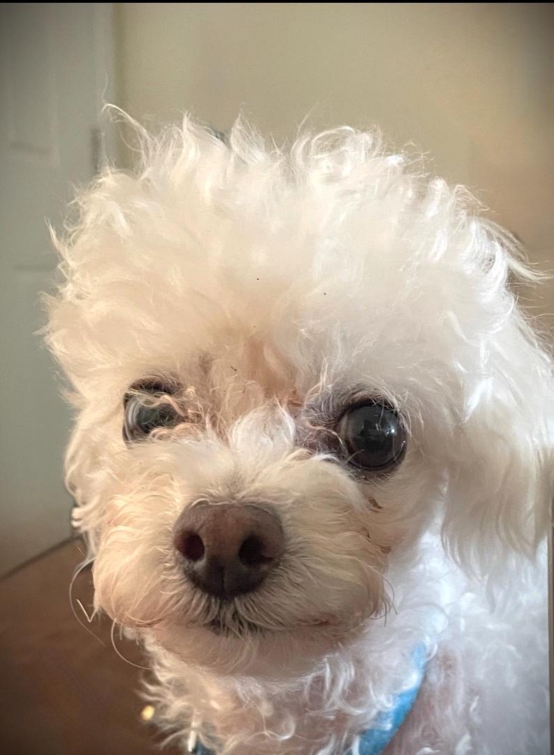 Enlarge Mika, a Adoptable Poodle (Toy) in Austin, TX image 2/4