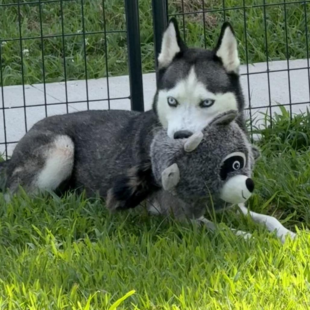 Enlarge Ike, a Adoptable Husky in Eufaula, OK image 1/6