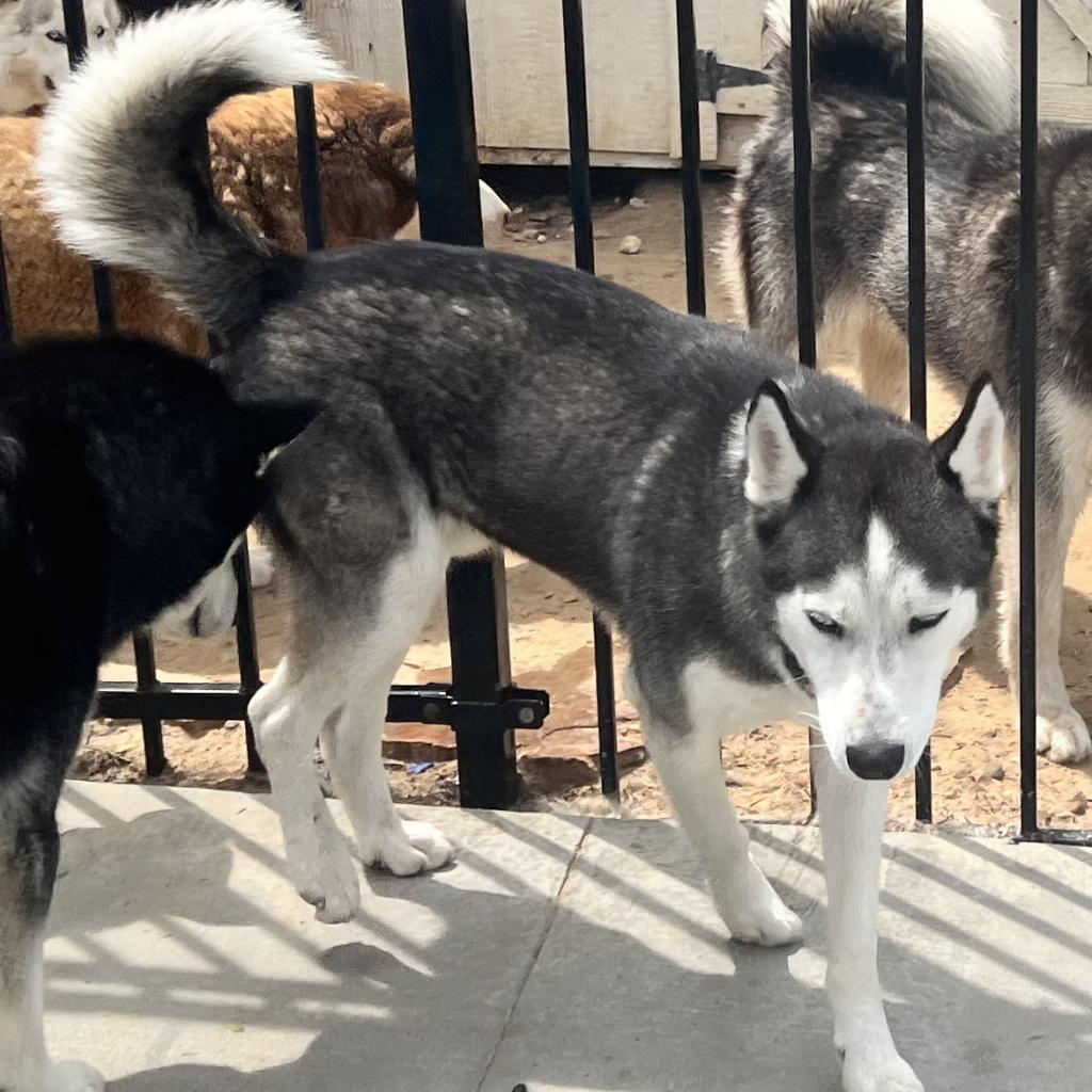 Ike, a Adoptable Husky in Eufaula, OK image 2/6