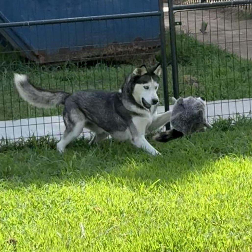 Ike, a Adoptable Husky in Eufaula, OK image 3/6