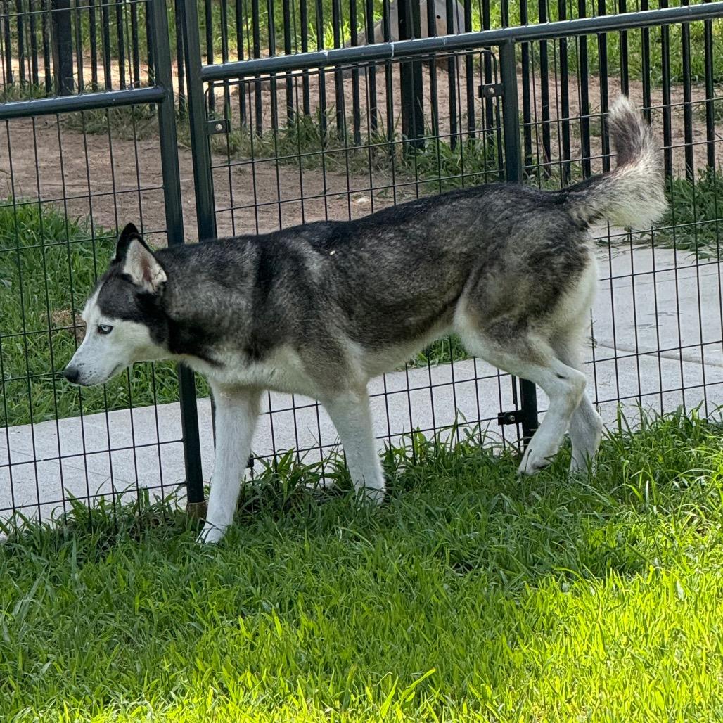 Enlarge Ike, a Adoptable Husky in Eufaula, OK image 5/6