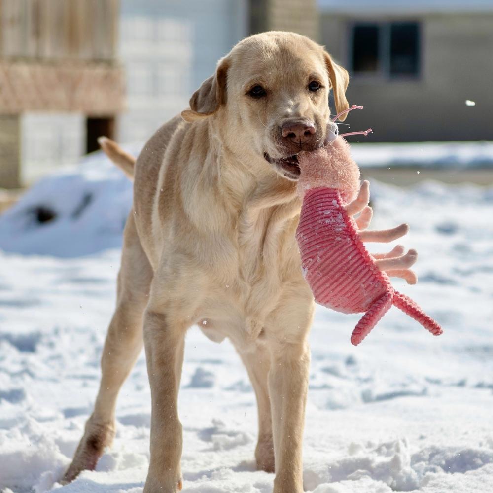 Butter Lou #6091, a Adoptable mixed breed in Louisville, KY image 1/6