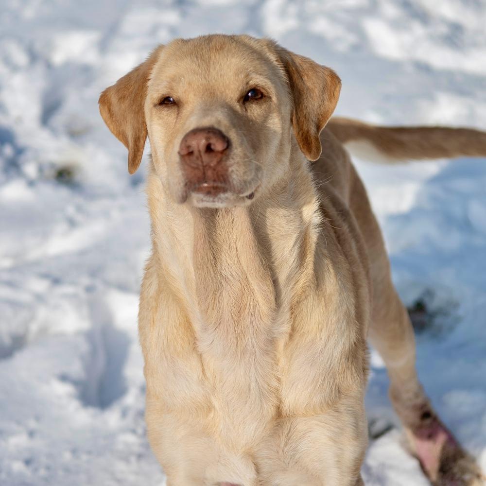 Butter Lou #6091, a Adoptable mixed breed in Louisville, KY image 2/6