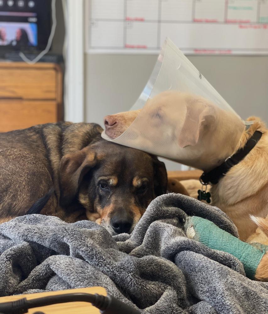 Butter Lou #6091, a Adoptable mixed breed in Louisville, KY image 3/6