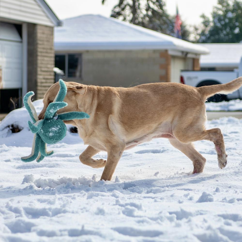 Butter Lou thumbnail 4