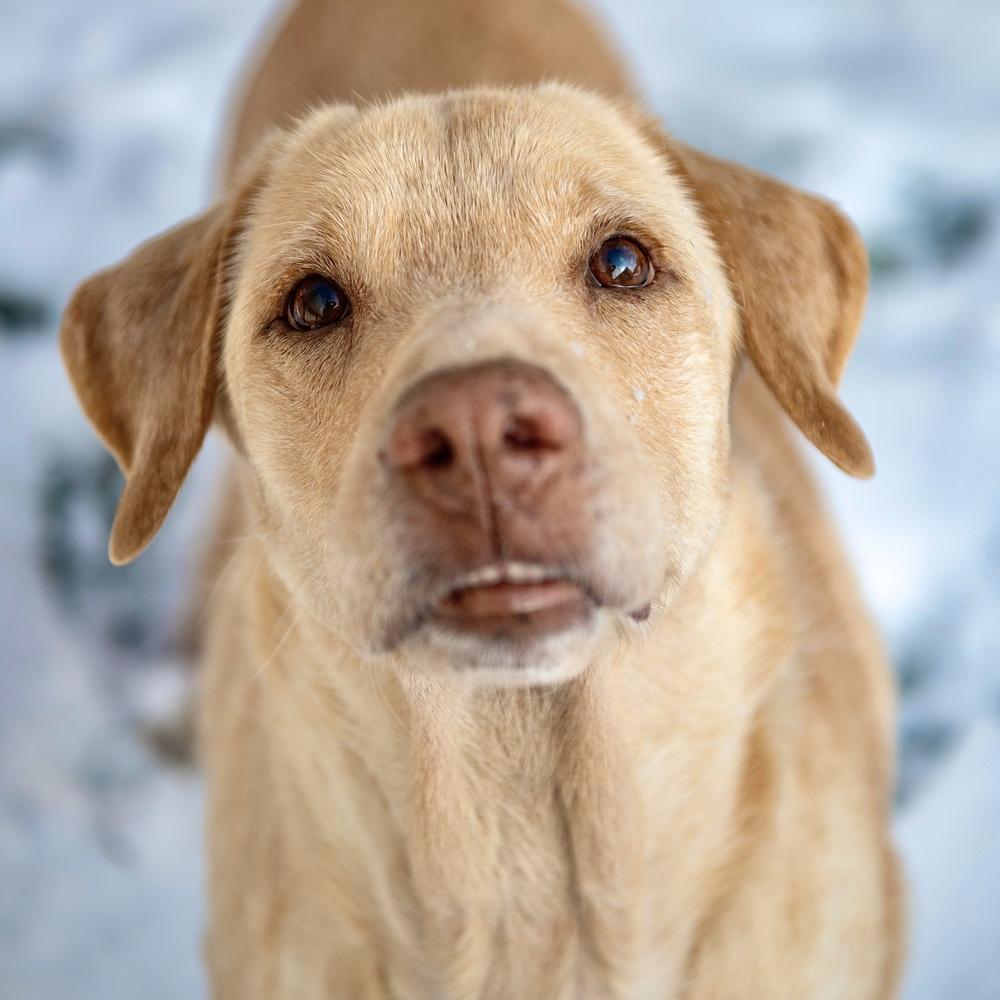 Butter Lou #6091, a Adoptable mixed breed in Louisville, KY image 5/6