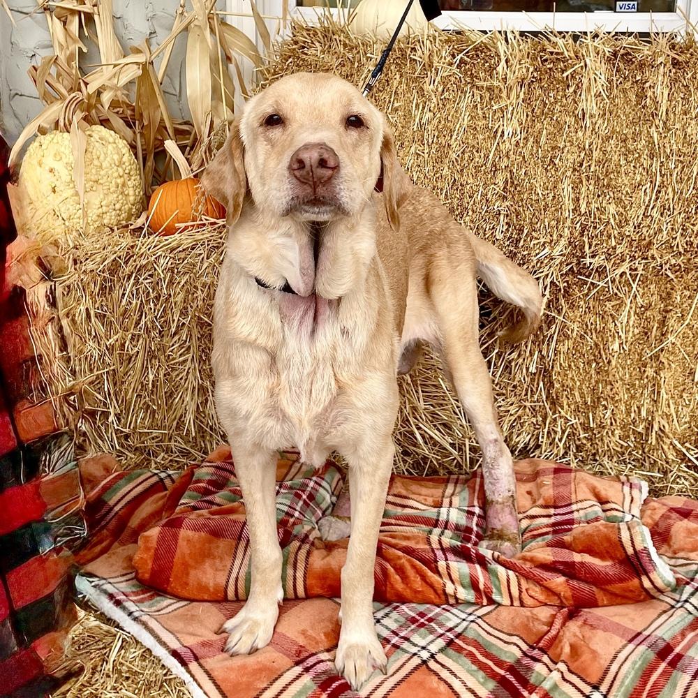 Butter Lou #6091, a Adoptable mixed breed in Louisville, KY image 6/6