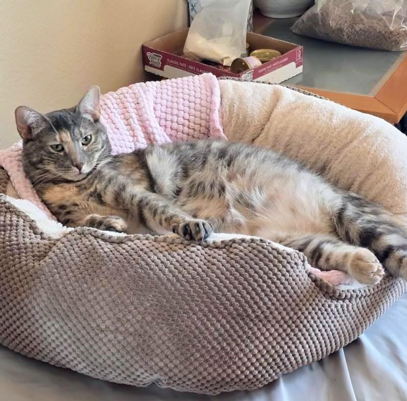 Enlarge Bo, a Adoptable Domestic Short Hair in Rancho Cucamonga, CA image 3/4