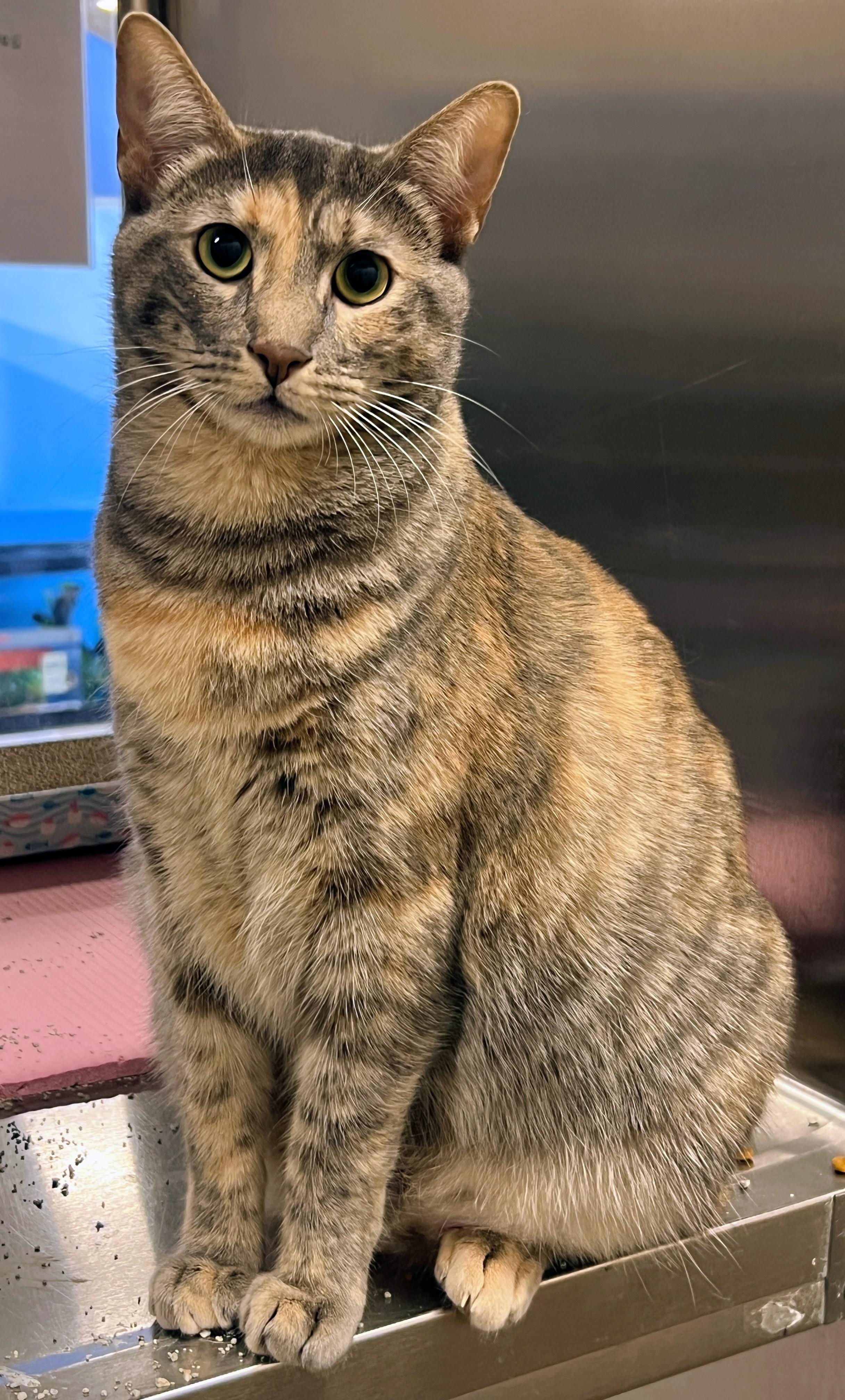 Enlarge Bo, a Adoptable Domestic Short Hair in Rancho Cucamonga, CA image 2/4