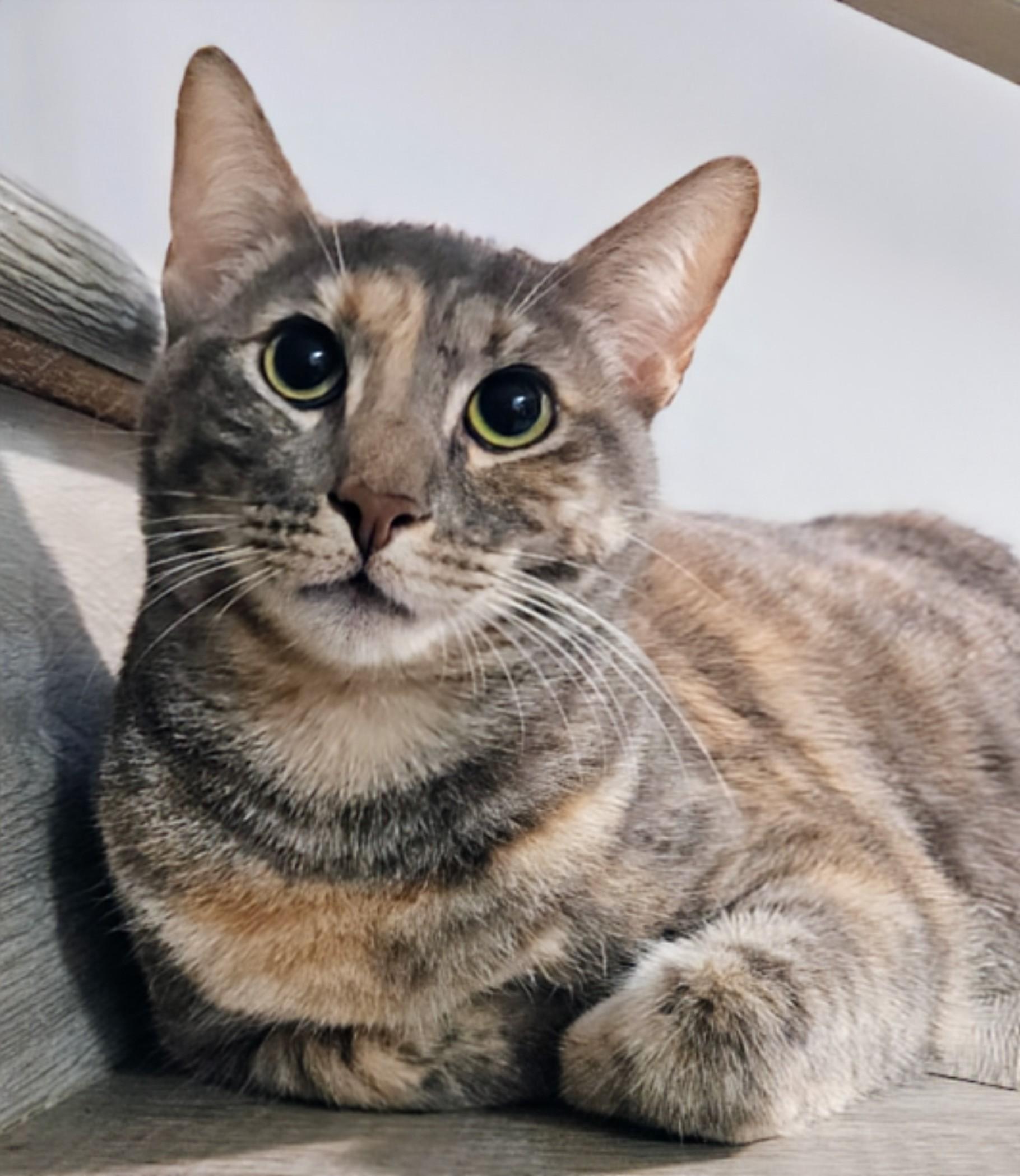 Bo, Adoptable, Young Female Domestic Short Hair.