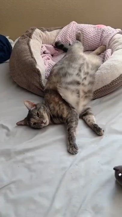 Enlarge Bo, a Adoptable Domestic Short Hair in Rancho Cucamonga, CA video 4/4