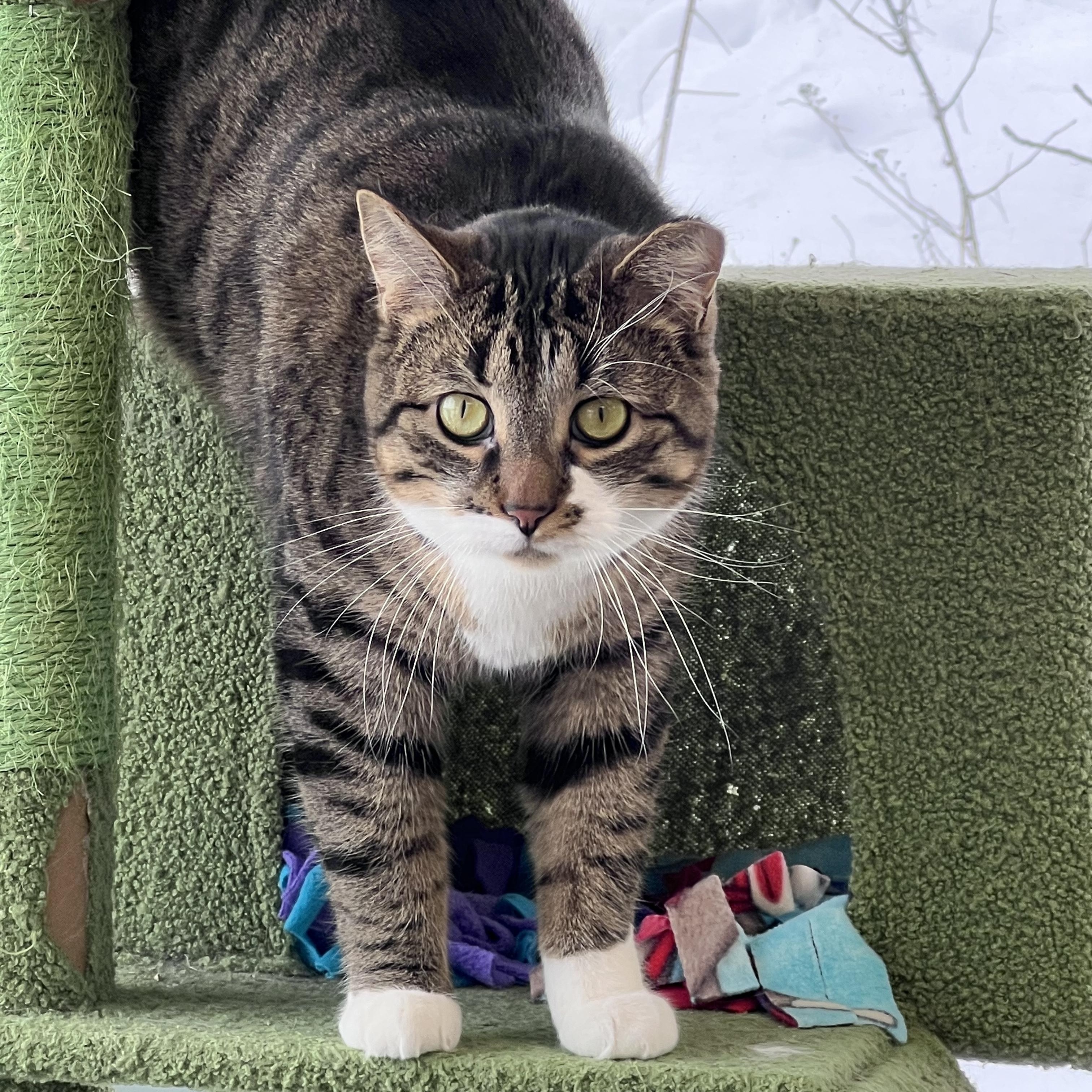 Enlarge Boots - ADOPTION PENDING!, an adopted Tabby in Grand Rapids, MI image 4/6
