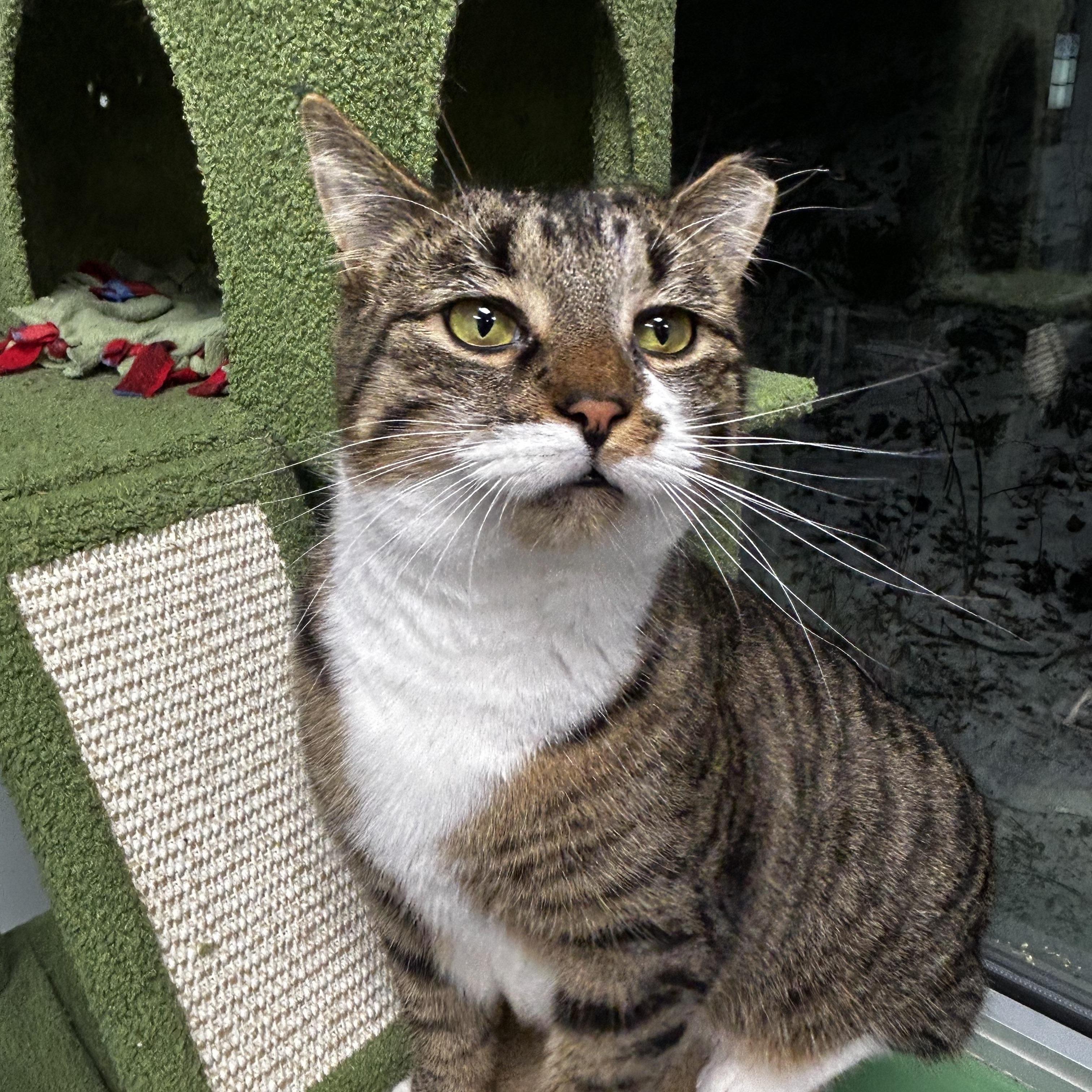 Boots, Adoptable, Young Female Tabby.