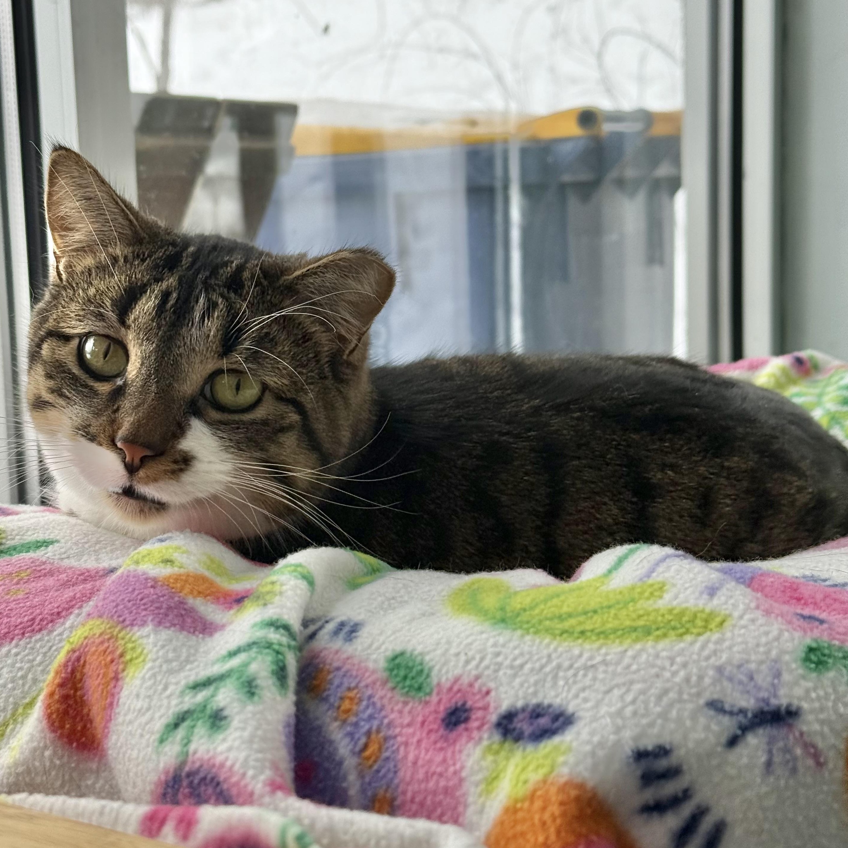 Boots, Adoptable, Young Female Tabby.