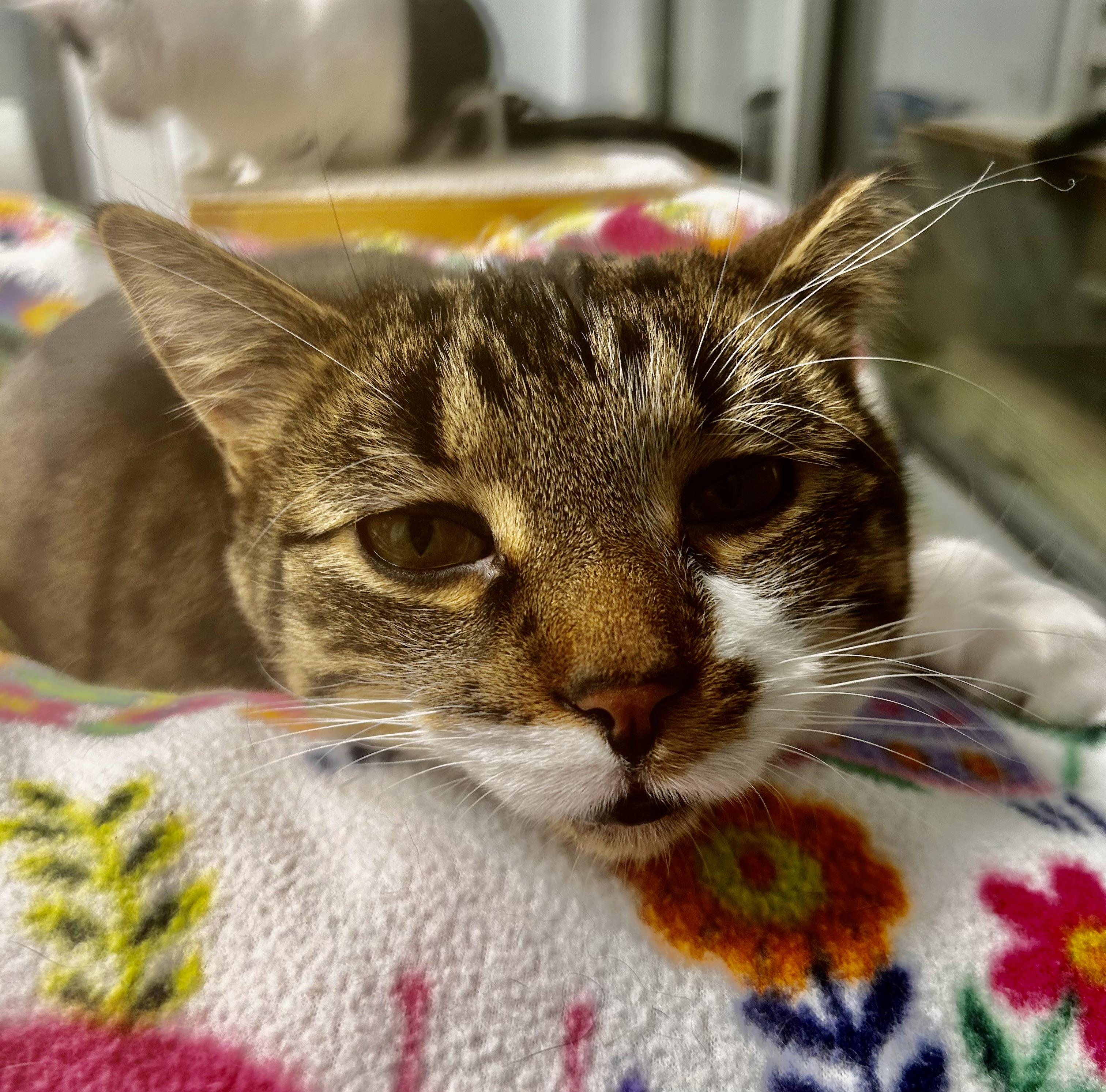 Enlarge Boots - ADOPTION PENDING!, an adopted Tabby in Grand Rapids, MI image 2/6