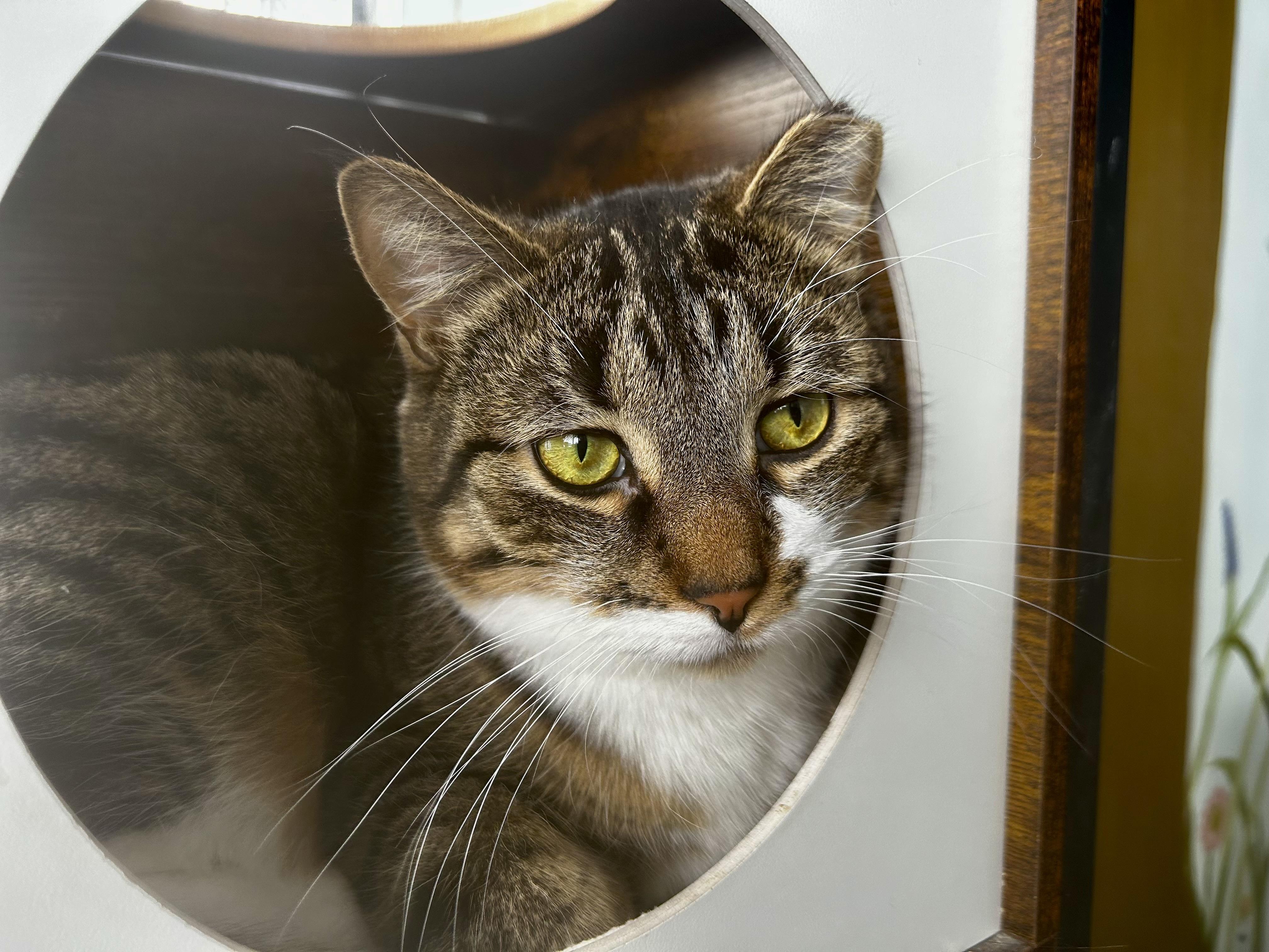 Enlarge Boots - ADOPTION PENDING!, an adopted Tabby in Grand Rapids, MI image 5/6