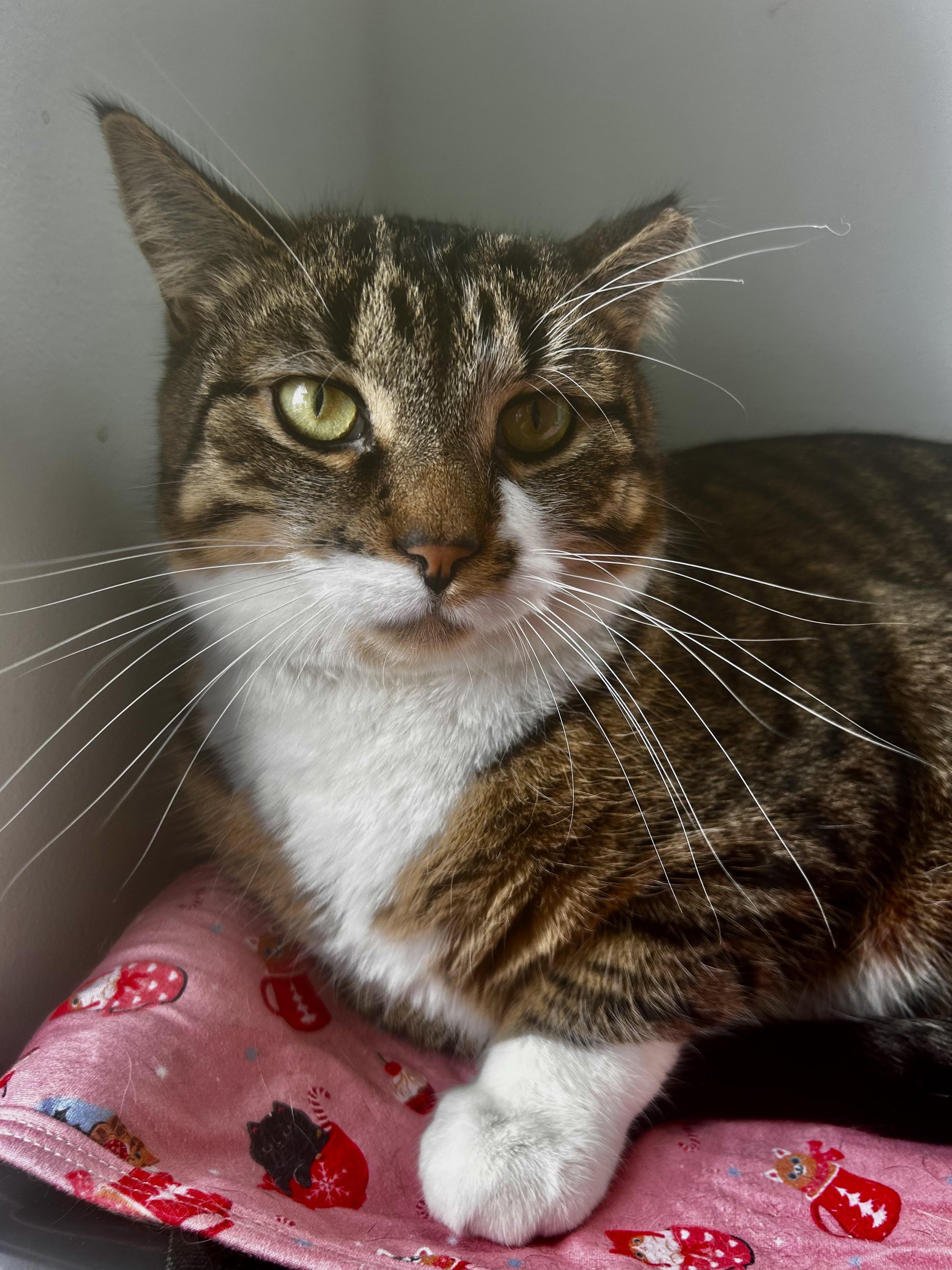 Enlarge Boots - ADOPTION PENDING!, an adopted Tabby in Grand Rapids, MI image 6/6