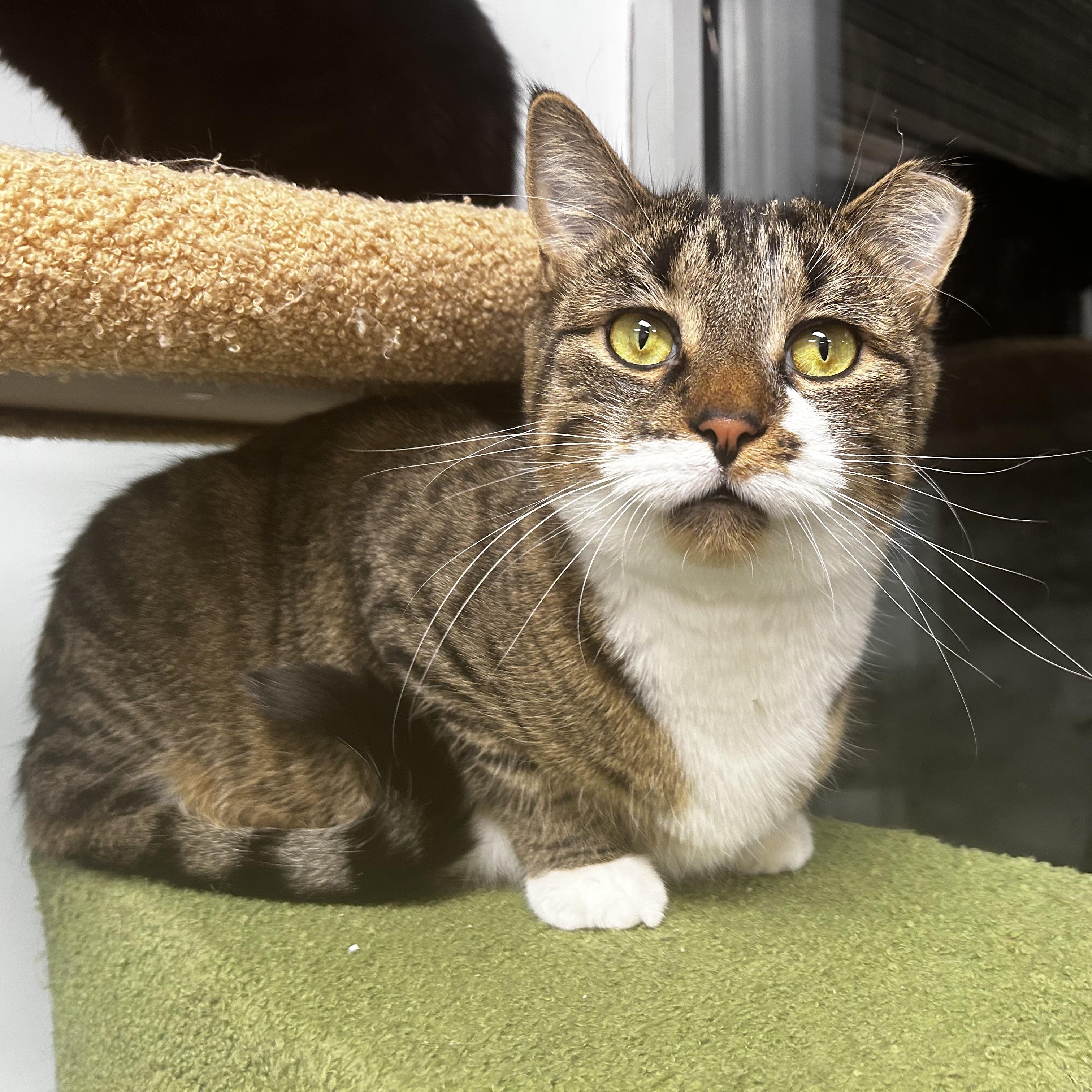 Enlarge Boots - ADOPTION PENDING!, an adopted Tabby in Grand Rapids, MI image 3/6