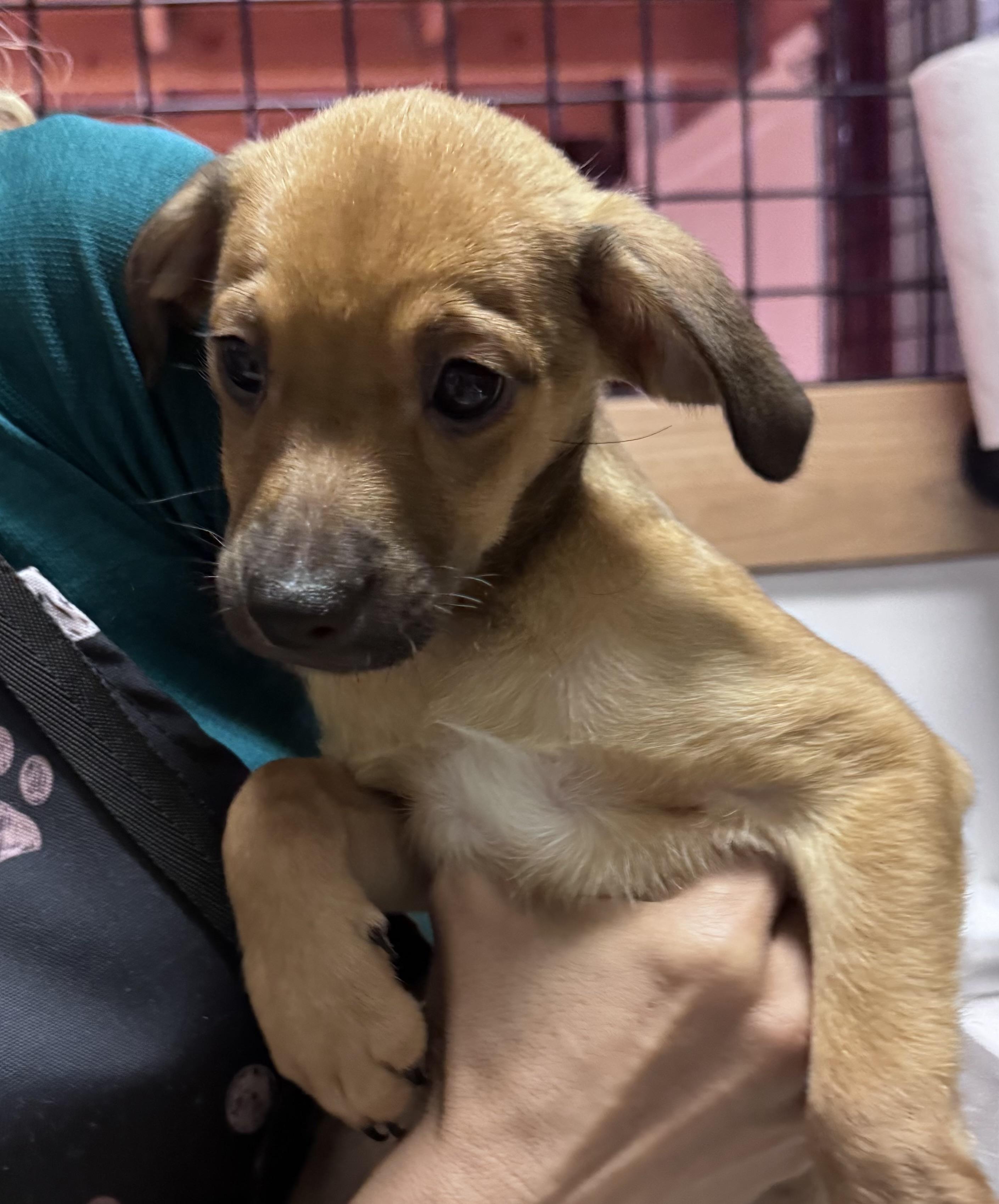 Enlarge Rubble Patrol, a ADOPTABLE Chihuahua in Thousand Oaks, CA image 1/1