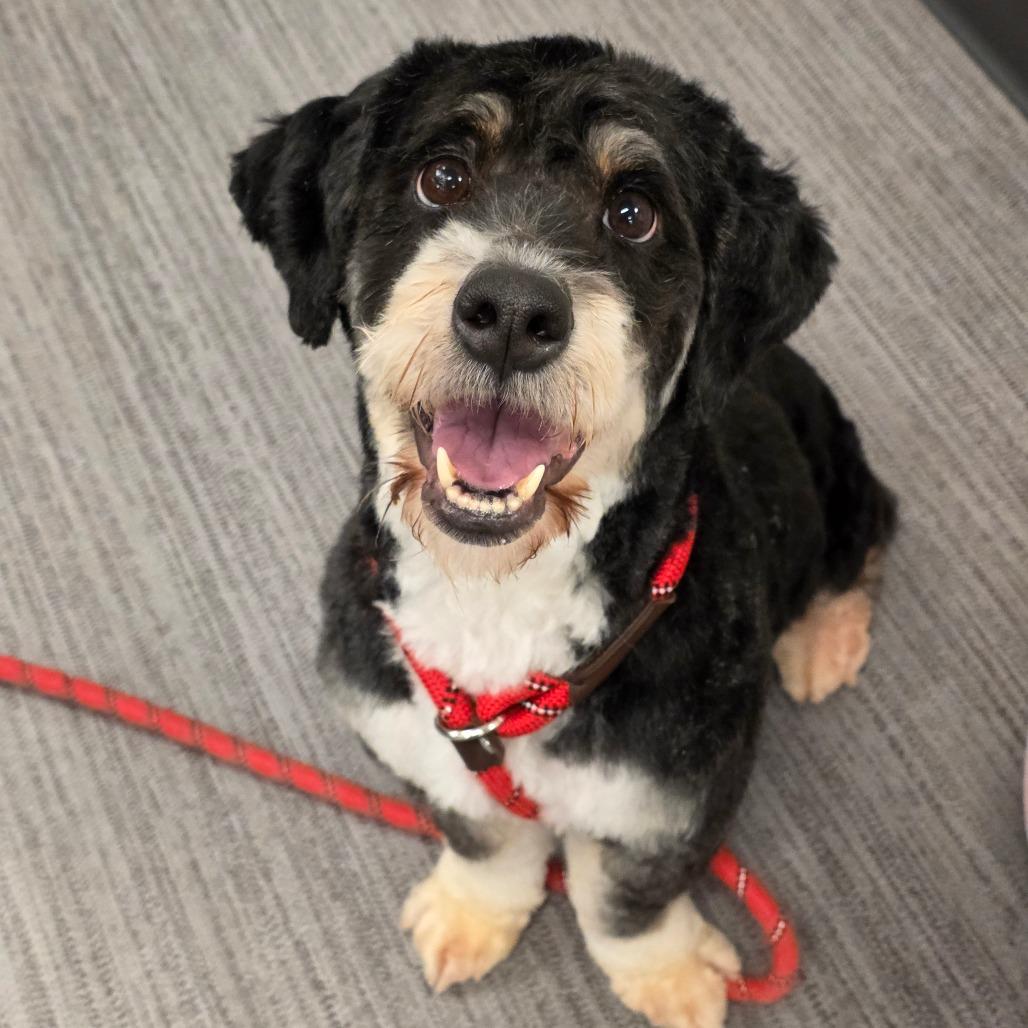 Megan, Adoptable, Adult Female Poodle.