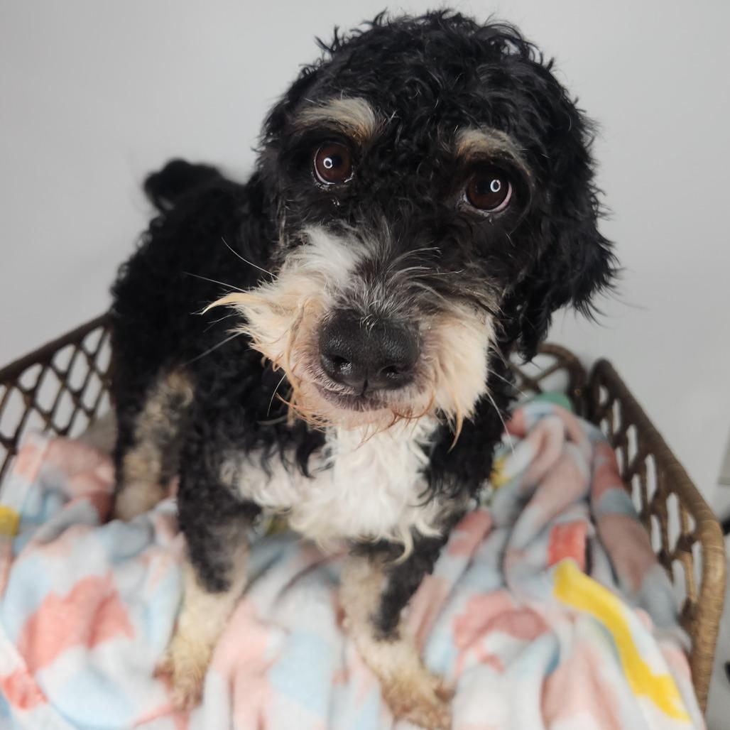 Enlarge Megan, a Adoptable Poodle in Fort Wayne, IN image 2/5