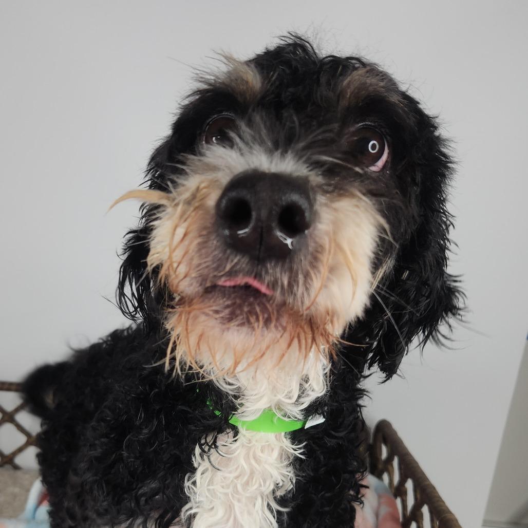 Enlarge Megan, a Adoptable Poodle in Fort Wayne, IN image 3/5