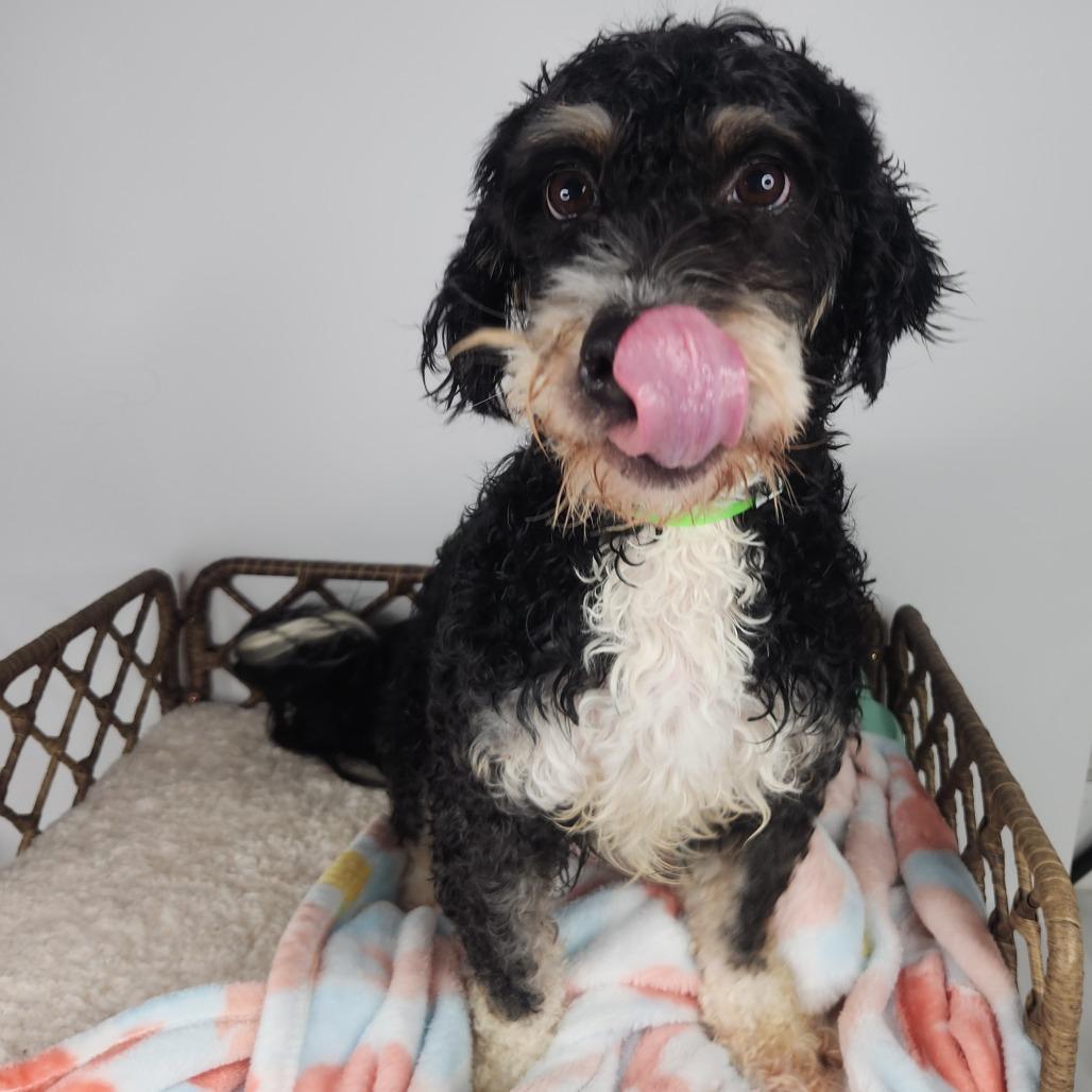 Enlarge Megan, a Adoptable Poodle in Fort Wayne, IN image 4/5