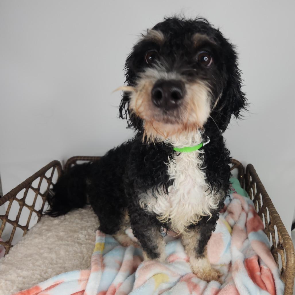Enlarge Megan, a Adoptable Poodle in Fort Wayne, IN image 5/5