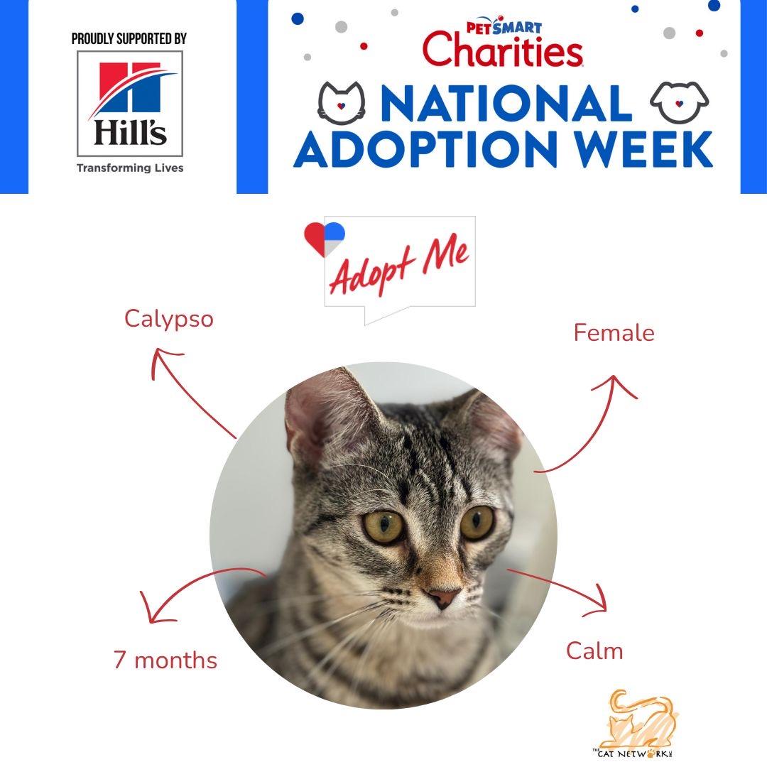 Enlarge Coco Calypso, a Adoptable Domestic Short Hair in Coral gables, FL image 2/4