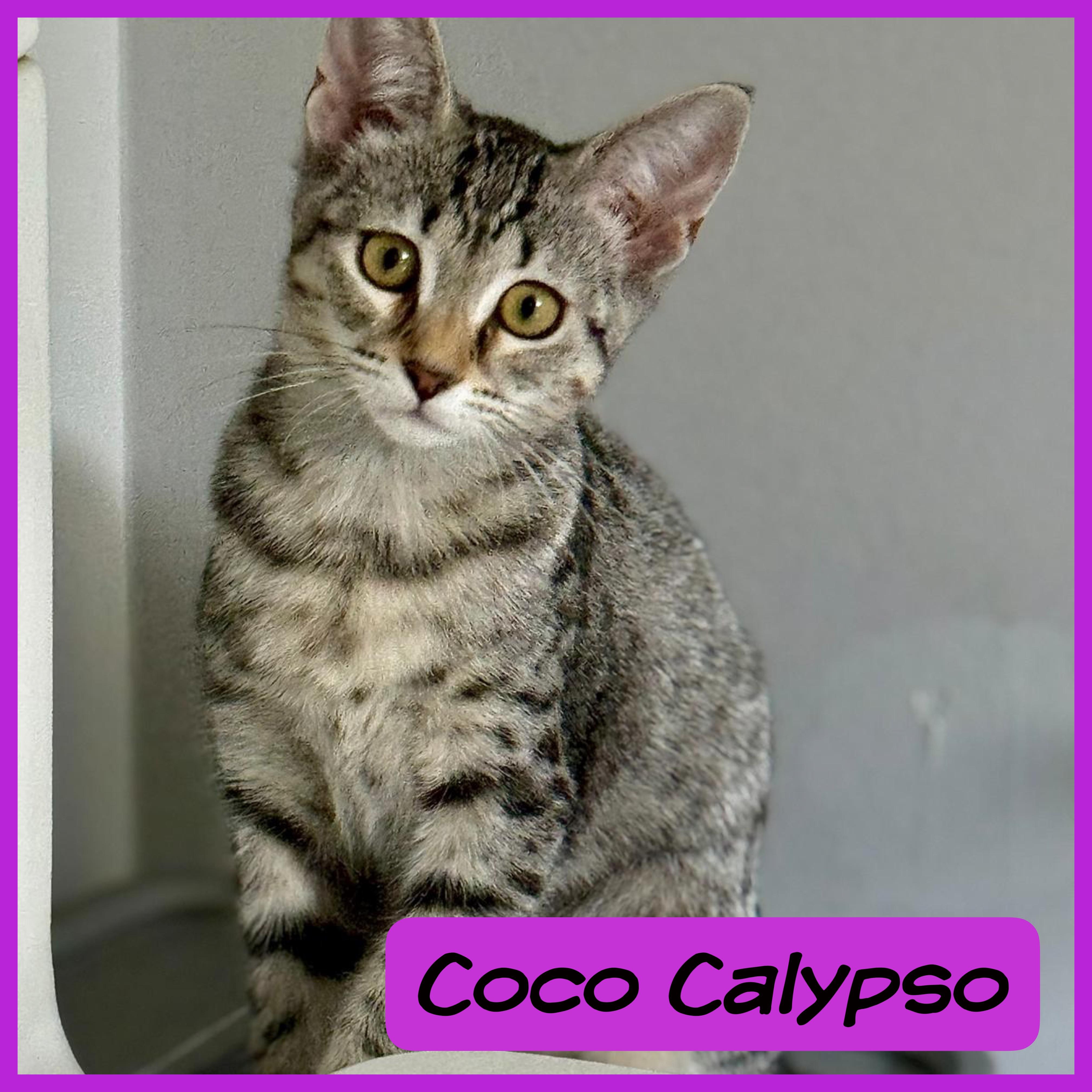 Coco Calypso, Adoptable, Young Female Domestic Short Hair.