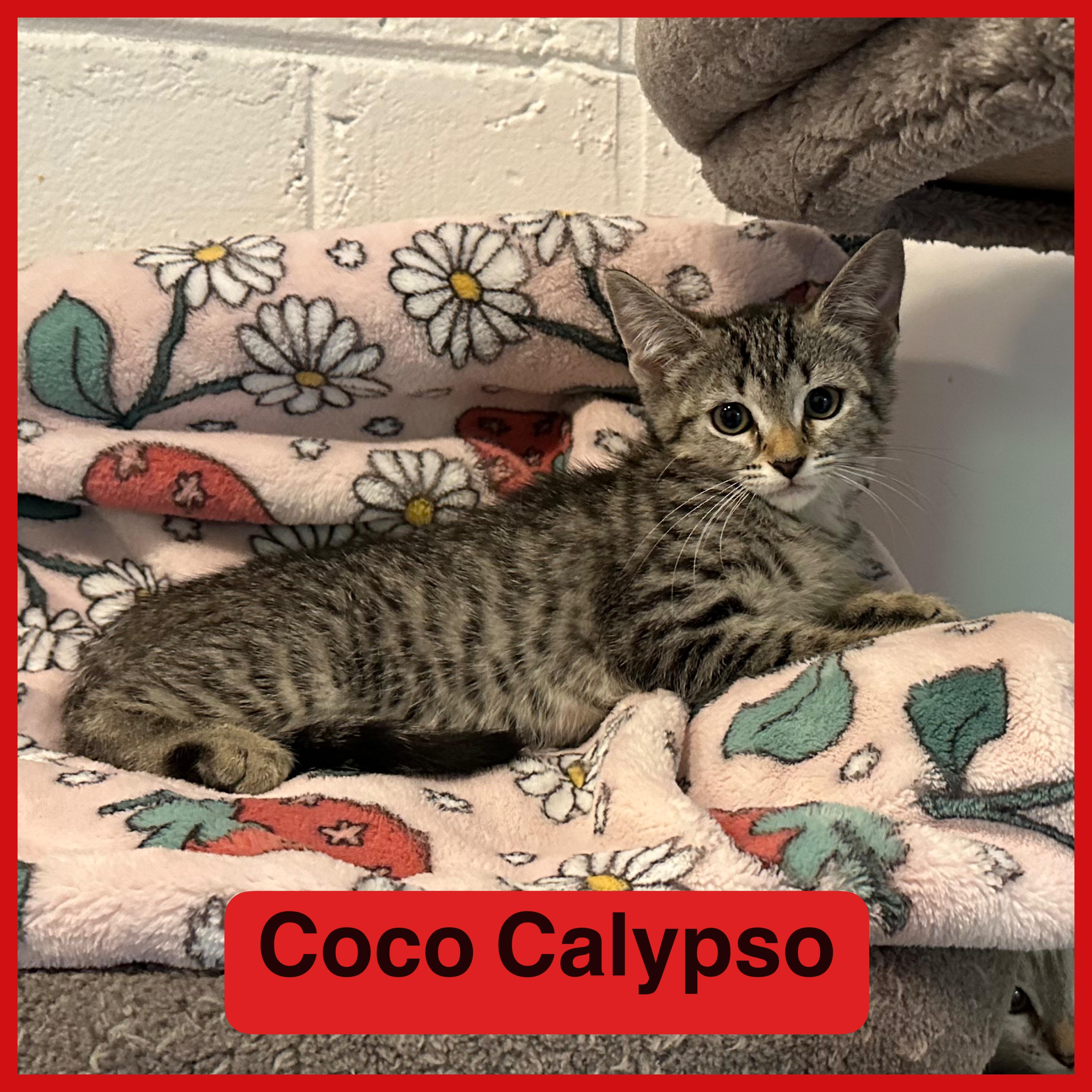 Coco Calypso Domestic Short Hair Cat