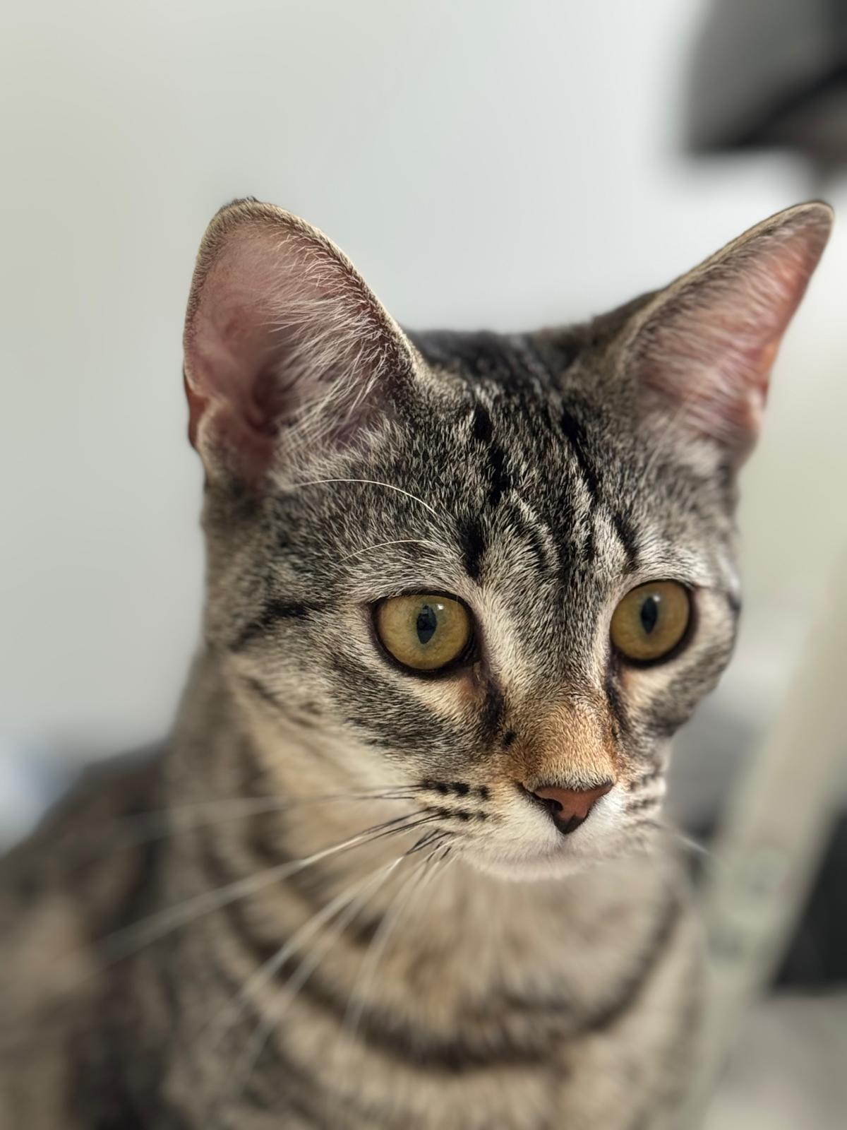 Enlarge Coco Calypso, a Adoptable Domestic Short Hair in Coral gables, FL image 3/4