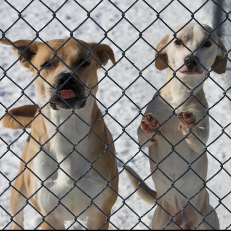 Snow & Bean, ADOPTABLE, Adult Female Pit Bull Terrier & Chihuahua.