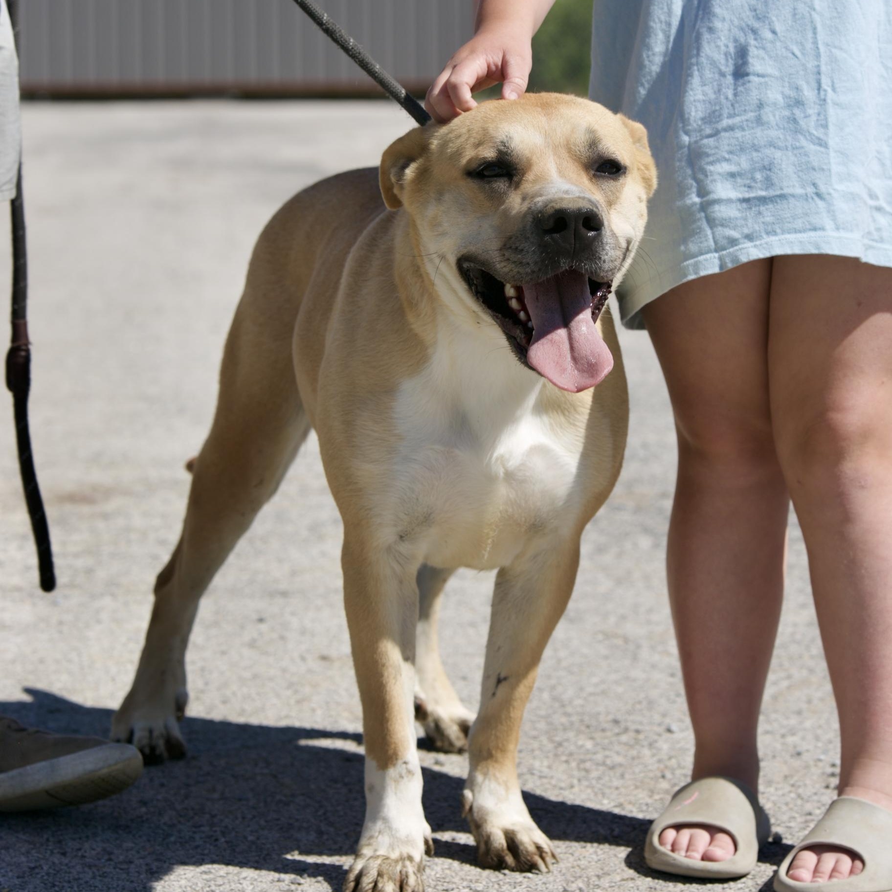 Enlarge Jean bean, a ADOPTABLE mixed breed in Mount Sterling, KY image 4/4