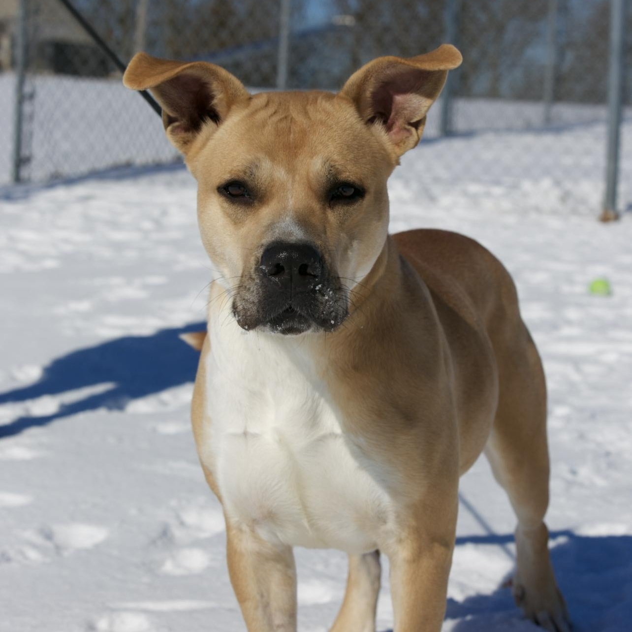 Snow & Bean, a ADOPTABLE mixed breed in Mount Sterling, KY image 2/3