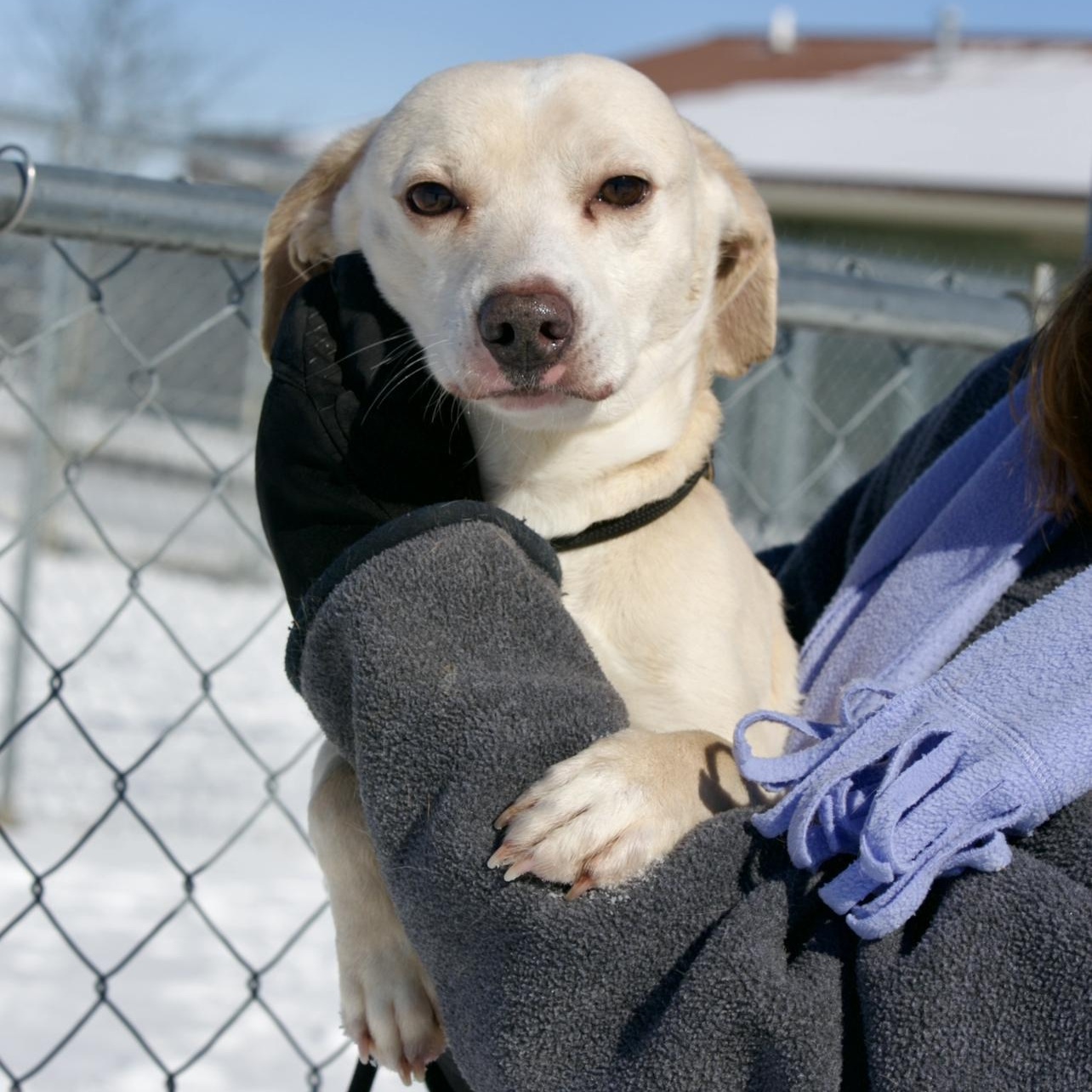 Snow & Bean, a ADOPTABLE mixed breed in Mount Sterling, KY image 3/3