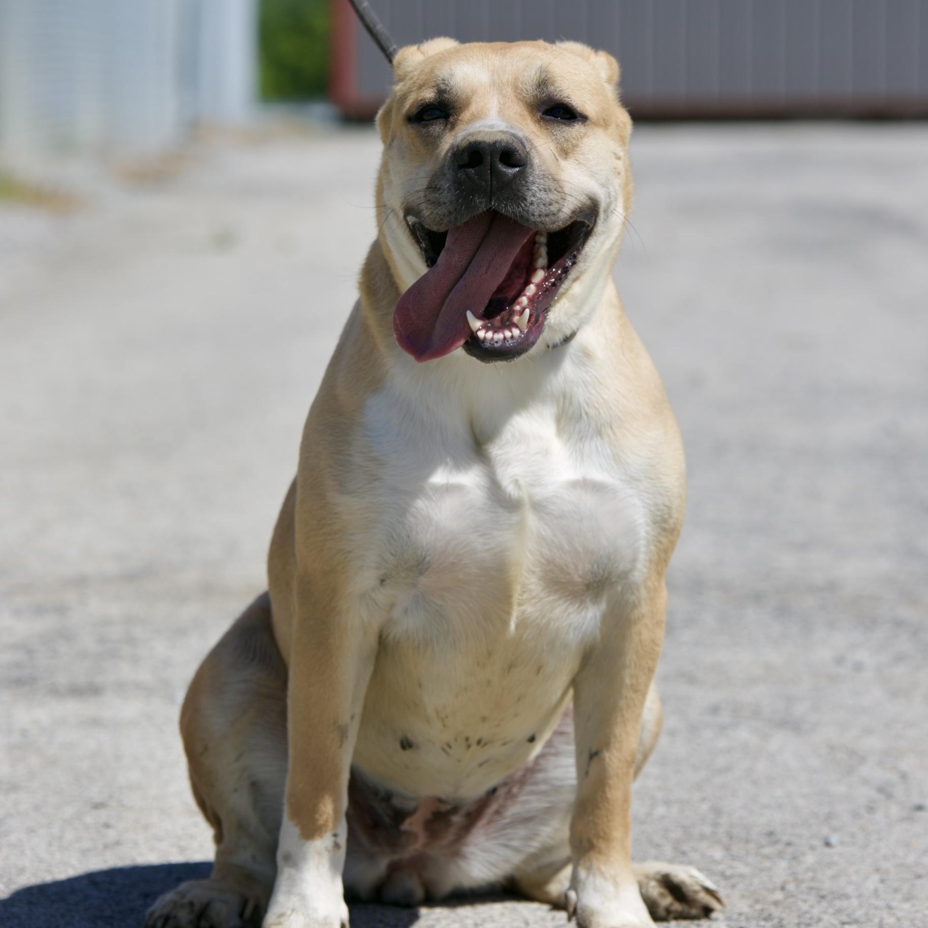 Enlarge Jean bean, a ADOPTABLE mixed breed in Mount Sterling, KY image 3/4