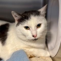 Patches, Adoptable, Young Male Domestic Short Hair.