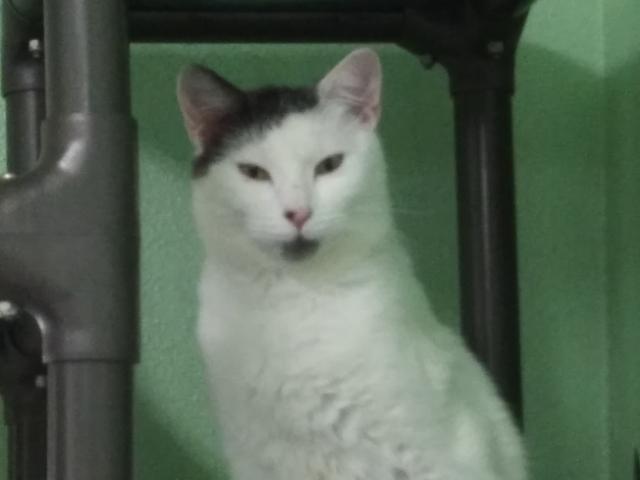 Patches, a Adoptable Domestic Short Hair image 4/5