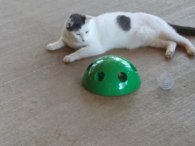 Patches, a Adoptable Domestic Short Hair image 5/5